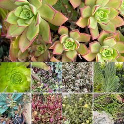 $10 For a large variety of Succulent cuttings Approximately grocery size bags