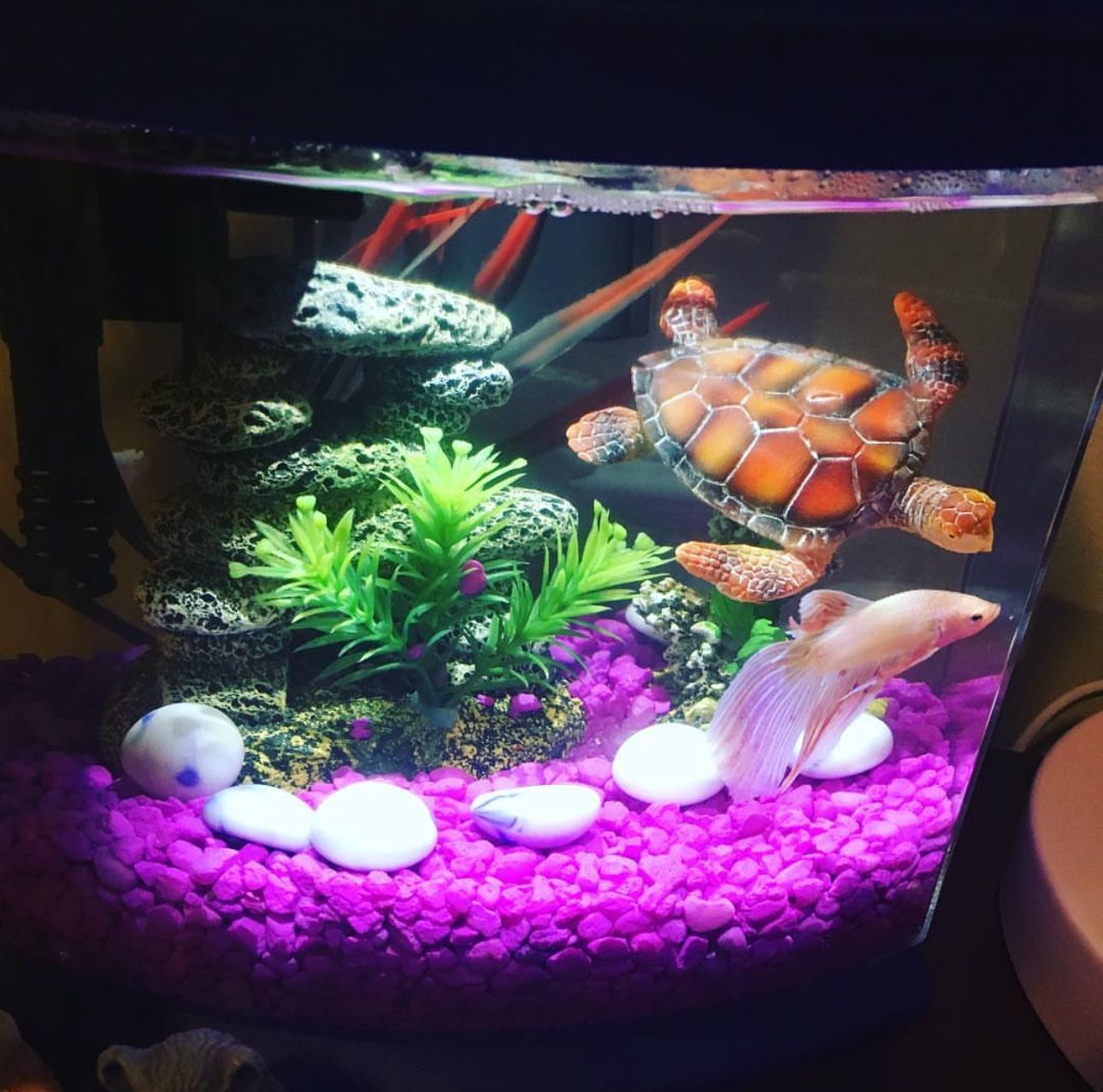 Aquarium Fish Tank + Extras 