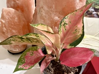 ❤️Are You Done With Fussy Plants? Then TRY ME RED AGLAONEMA❤️Chinese Evergreen❤️