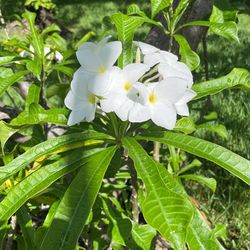 Bridal Bouquet Plant