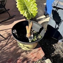 Large Planters With Plants 