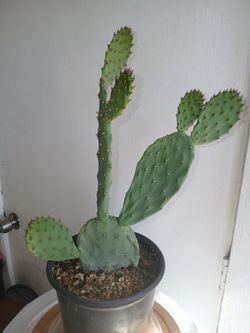 Prickly Pear