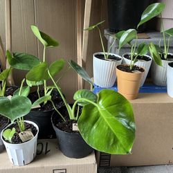 Monstera Plant Purge 