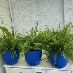 Ferns Live Plants Houseplants Home Decor Foliage Garden Tropical - 10 each