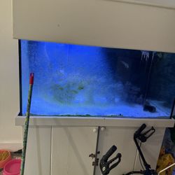 Fish Tank 