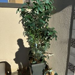 Artificial Plants With Pots