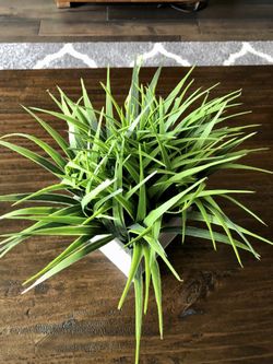 Decorative Faux plant