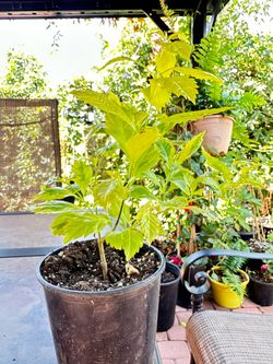 Sunny day plant/ fragant