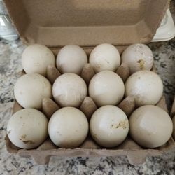 Duck Eggs 