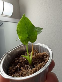 Alocasia Polly pup