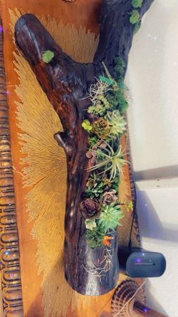 Succulents Log Ornaments