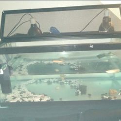 50g Tank/aquarium 