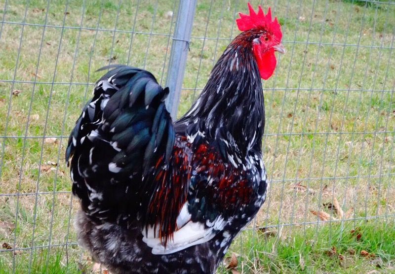 FREE ROOSTERS 🐔 Chickens
