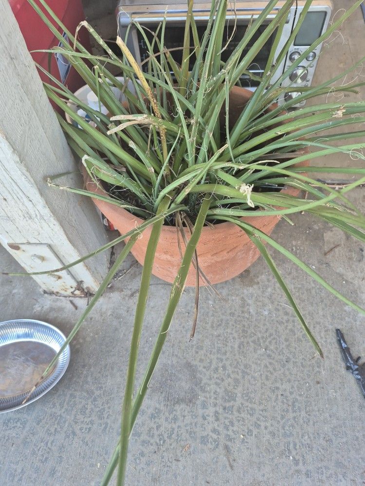 Dyckia Plant