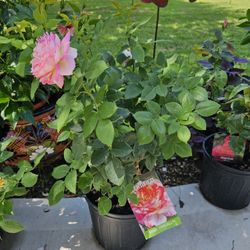 MARC CHAGALL ROSE PLANTS ARRIVE, BEAUTIFUL AND HEALTHY. $23 EACH