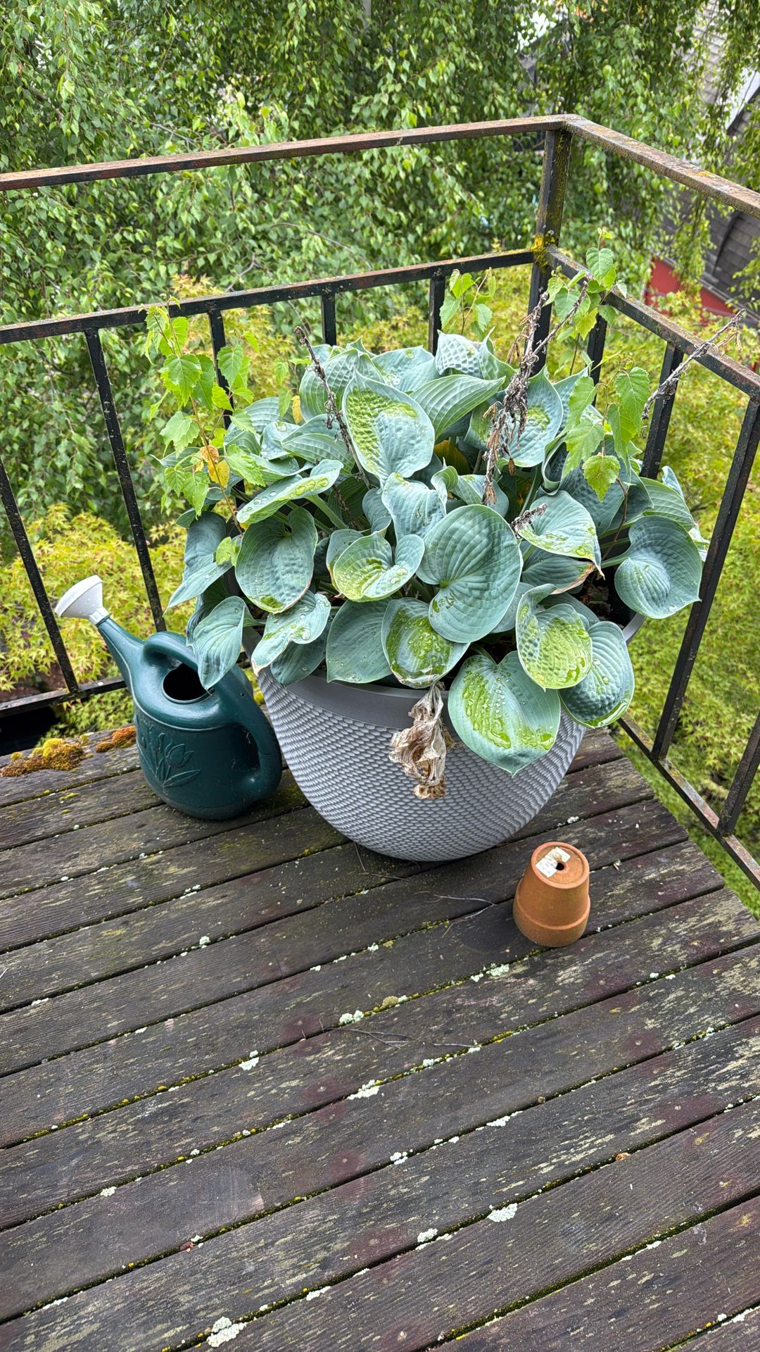 Plants!