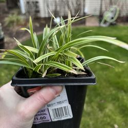 Ornamental Grass Evercream Weeping Sedge. Sammamish, Beaver Lake