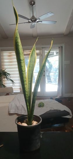 Healthy snake plant