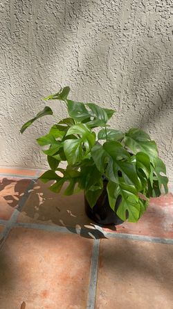 Mini monstera