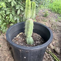 Peruvian Torch cactus Cuttings San Pedro