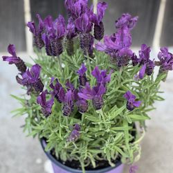 Beautiful Purple Lavender bush shrub live plant in 1 gallon pot  Cash only 