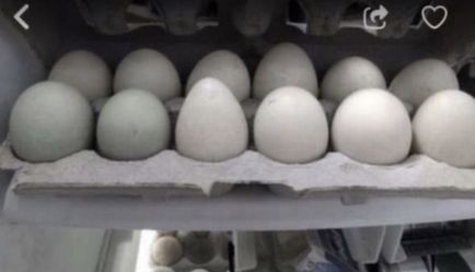 Fresh large Duck eggs