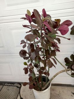 LECHERO AFRICANO PLANT FULLY ROOTED  ASKING 35 EACH PLANT DLS CASH ONLY AVAILABLE