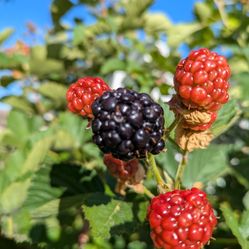 Thornless Black Berry Plant 