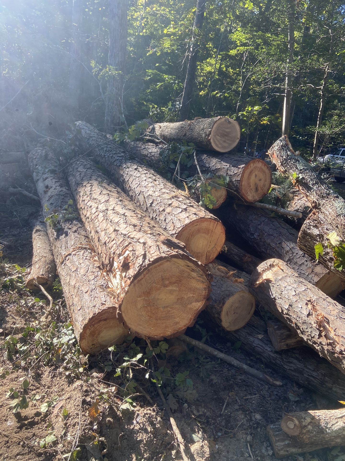 Free Logs