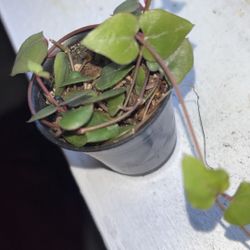 String Of Hearts 