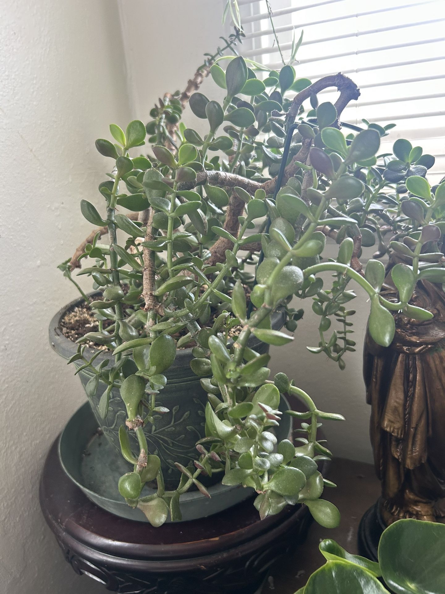 Jade Plant 