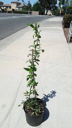 Pomegranate tree