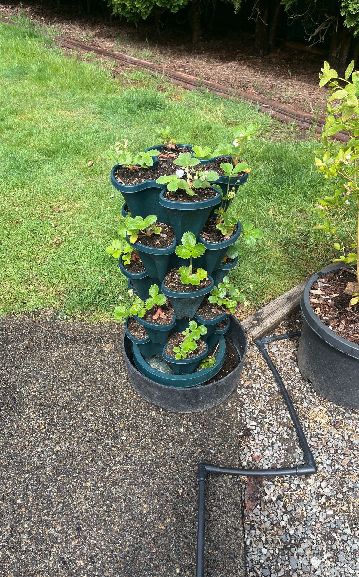 Strawberry Plant Tower & Plants 