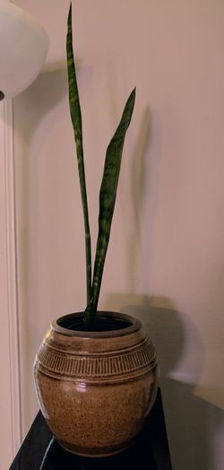 Tall snake plant and pot
