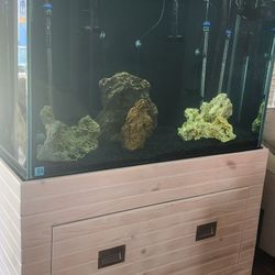 Mbuna, Aquarium  