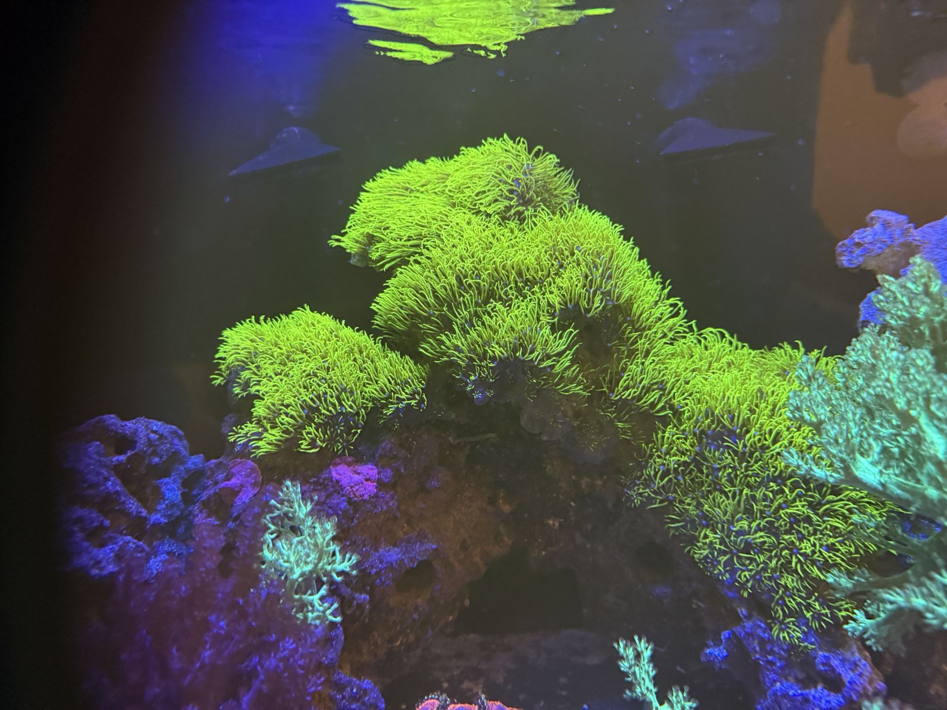 Fish Tank Fluval 15g With Huge Arch Rock