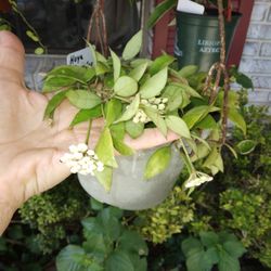 8" Snow Cap Hoya Cutting $8 -Ship $3.50 -Fragrant White Flowers 