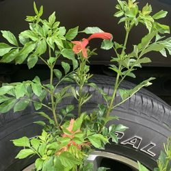 Cape  honeysuckle shrub