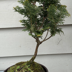 Bonsai tree