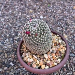 Mamillaris Cactus Bloom Now 