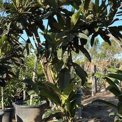 Loquat Tree