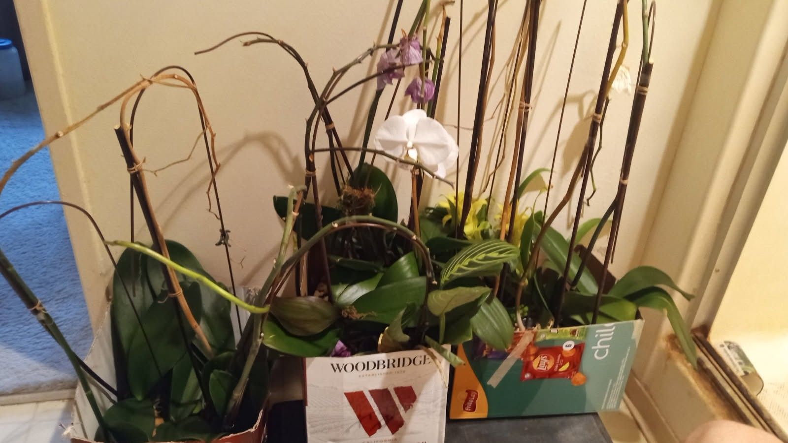 Orchids white+purple,box of 15