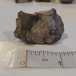 Seashell Fossils