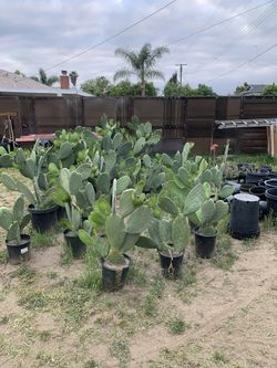 Nopales Para Las Carnes Asadas