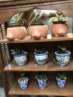 FREE Plant flower cactus Succulents w/ Pot purchase! Table dining living room bedroom fixture art