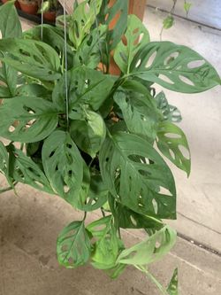 6” pot Monstera Swiss Cheese