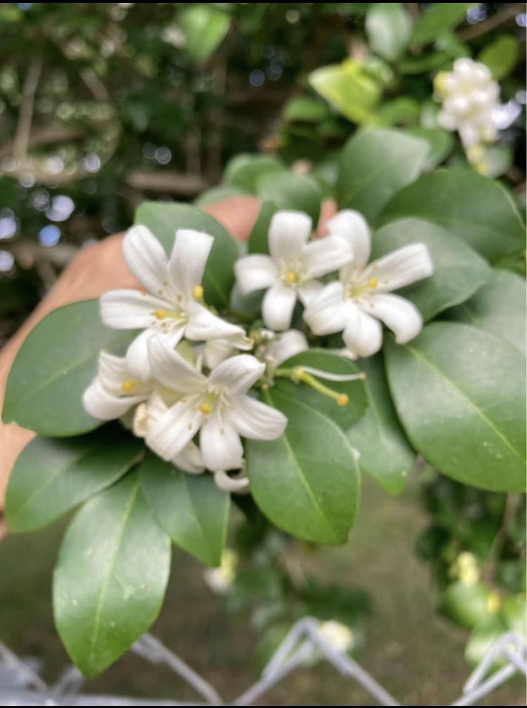 Orange Jasmine Plant Seedlings **$1 to $2**