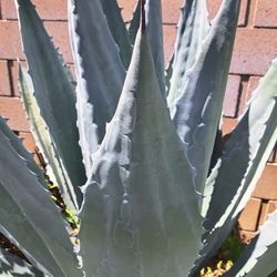 Pencas De Maguey Para La Barbacoa 