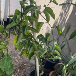 Yellow Granadilla Salvadoreña Climbing Plant, In 5 Gallons Pot Pick Up Only 