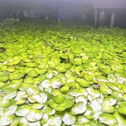 100+GIANT Duckweed 